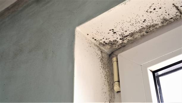 Best Mold Damage Restoration  in Newmanstown, PA