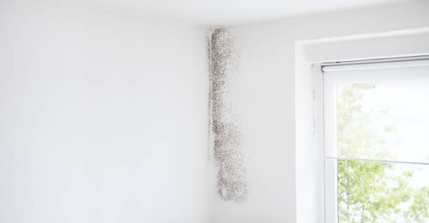 Dehumidification Services in Newmanstown, PA