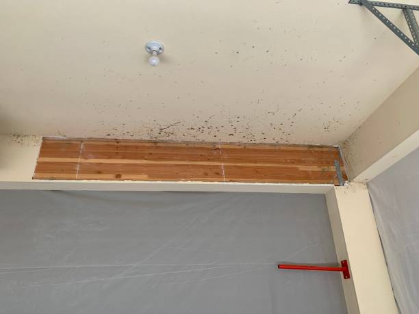 Trusted Newmanstown, PA Mold Removal Experts